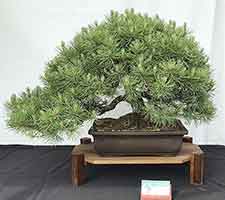 Mugo Pine   width=